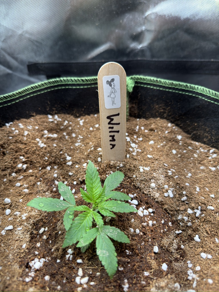 5413FA91 E23B 453D 8D0A 543B6BACD931_1_105_c.jpeg