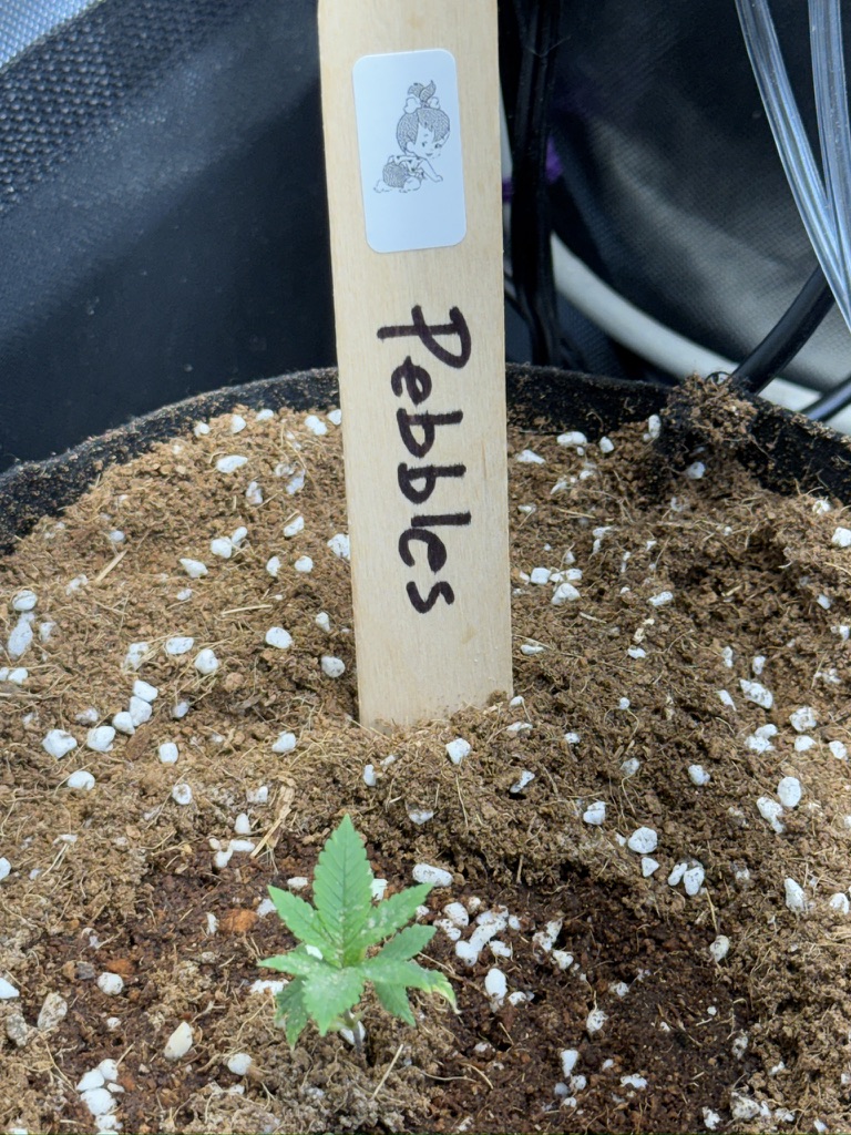 555F7978 F7B7 4D44 822E D9F5AF6FA644_1_105_c.jpeg